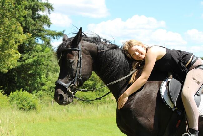 KWPN Traumwallach, Isabell, Horses For Sale, Becherbach , Image 5