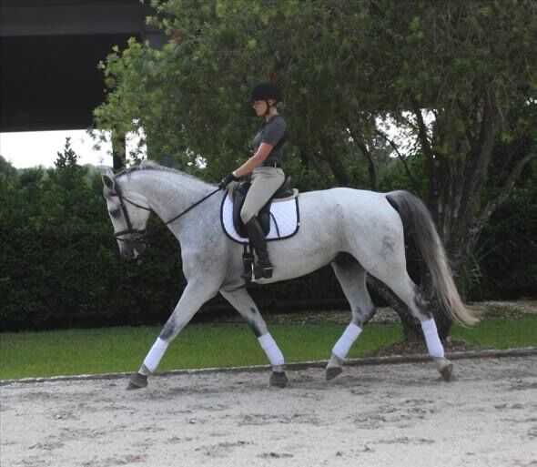 KWPN Dutch Warmblood Gelding 16hhs 8yrs., silver, Horses For Sale, Berlin