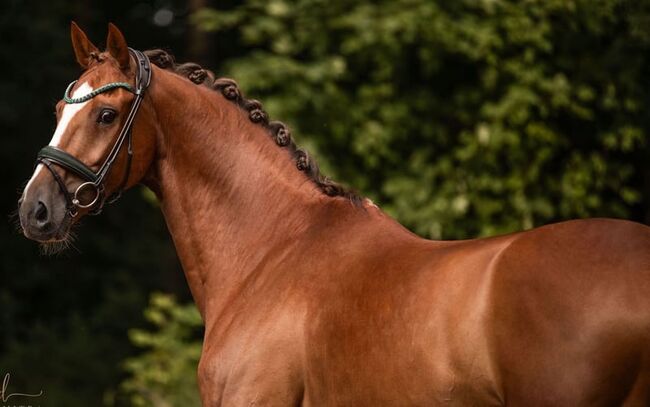 KWPN experienced gelding, 11 years old, lenka, Horses For Sale, Pilsen