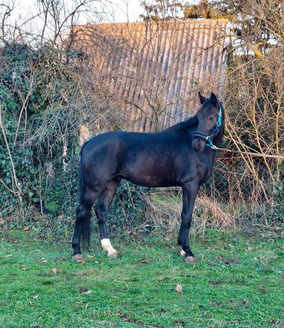 KWPN Hengst, Jozsef, Pferd kaufen, Békés