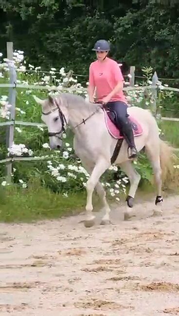 KWPN Stute für ambitionierten Freizeitreiter, Vanessa Unterblümhuber, Horses For Sale, Hebertsfelden