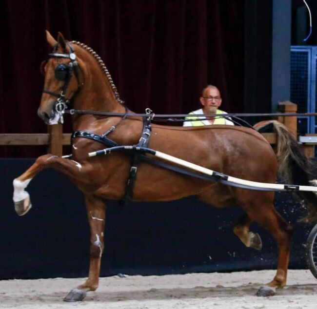 KWPN MARE KEREDA, Andrea, Horses For Sale, Pleternica