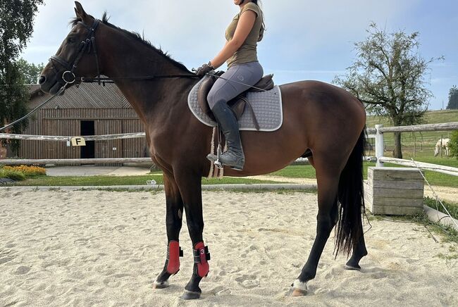 KWPN Wallach/Hengst, Ka_trin, Horses For Sale, Franzenreith, Image 3