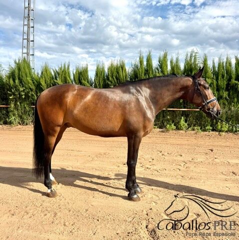 KWPN x PRE - Wallach - 1.63 m - Medium Level, Thomas Adams (Caballos PRE), Konie na sprzedaż, Bell