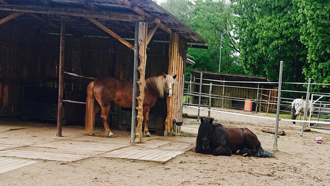 Box mit Padock FREI, Leibihof Endres , Leibihof Endres , Horse Stables, Nersingen , Image 3