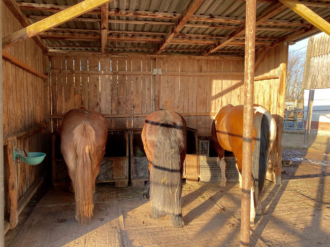 Box mit Padock FREI, Leibihof Endres , Leibihof Endres , Horse Stables, Nersingen , Image 5