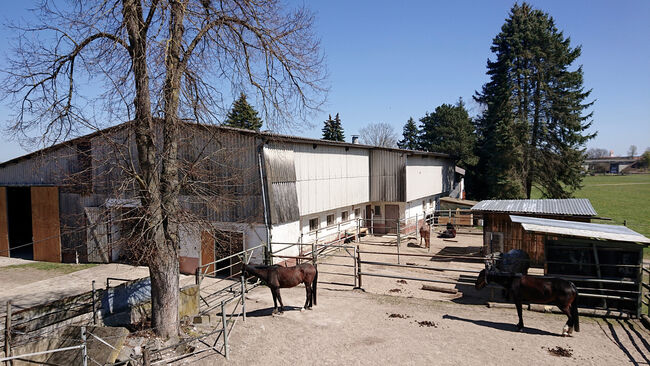 Box mit Padock FREI, Leibihof Endres , Leibihof Endres , Horse Stables, Nersingen , Image 7