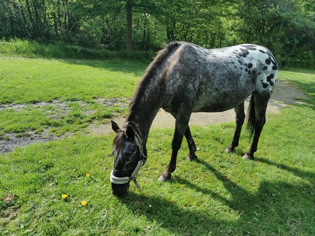 Pflegeversicherung, Maria Weber , Horse Sharing, Hürth, Image 2