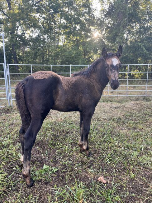 Lad ❤️❤️ Adorable blue roan draft cross!, Avery , Horses For Sale, Kansas City