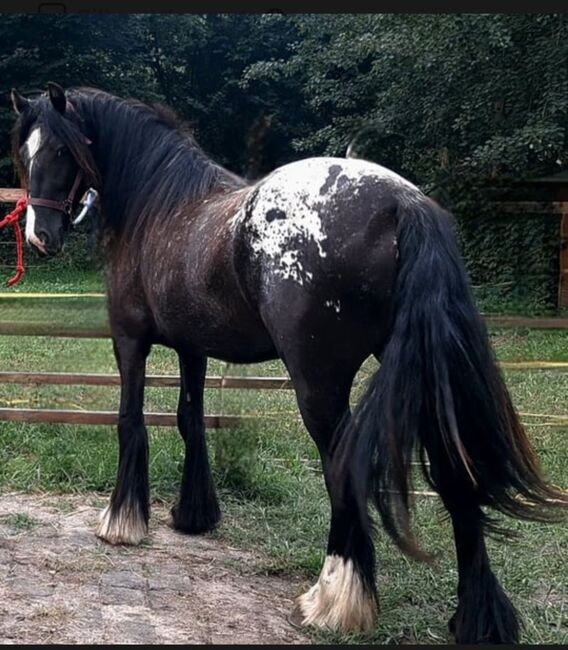 Hübsche Irish Cob Stute LP Tigerschecke, Privat, Konie na sprzedaż, Rathenow