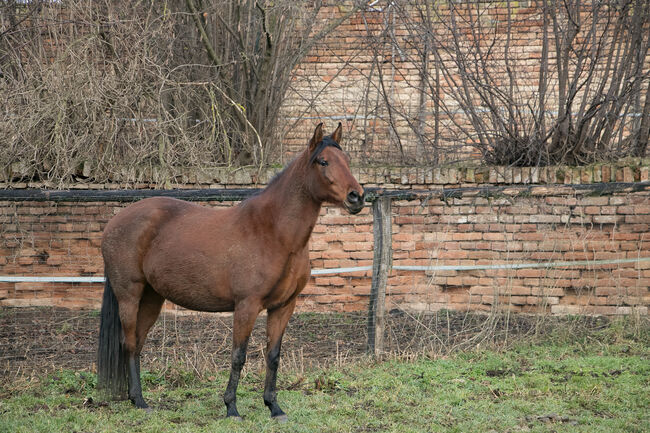 hübsche Stute umständehalber abzugeben, Barbara Masmeier, Konie na sprzedaż, Sierndorf, Image 2