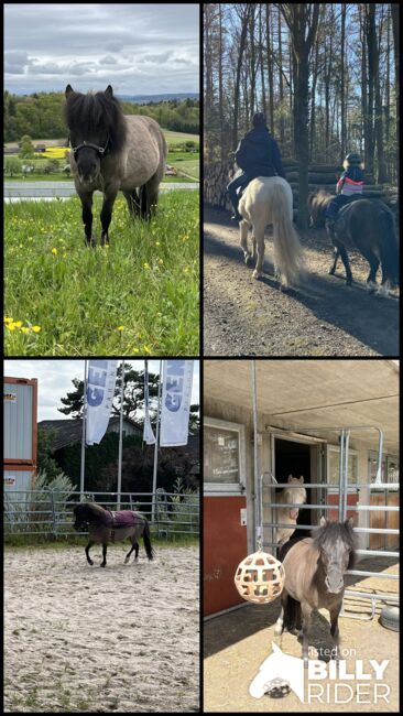 Hübscher Pony-Mix für reiterfahrene Kinder zu verkaufen, Michelle, Konie na sprzedaż, Wildensbuch, Image 5