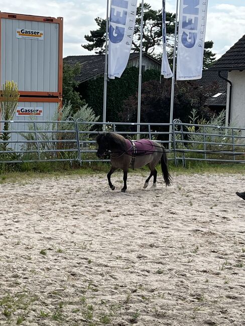 Hübscher Pony-Mix für reiterfahrene Kinder zu verkaufen, Michelle, Konie na sprzedaż, Wildensbuch, Image 3