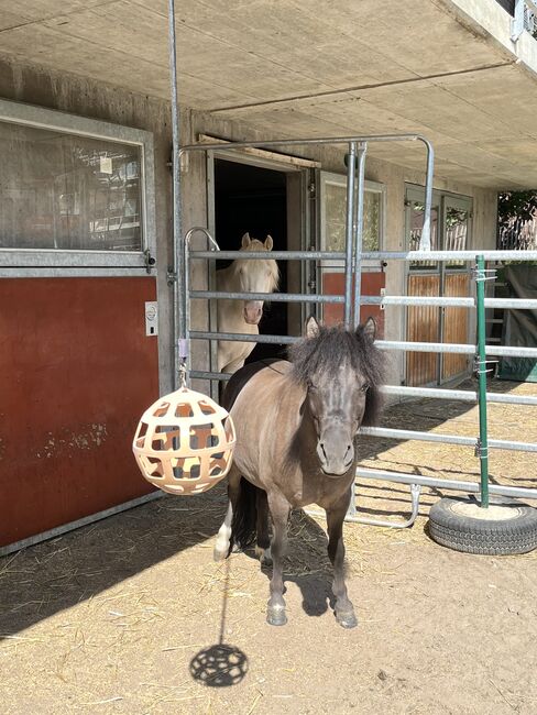 Hübscher Pony-Mix für reiterfahrene Kinder zu verkaufen, Michelle, Konie na sprzedaż, Wildensbuch, Image 4