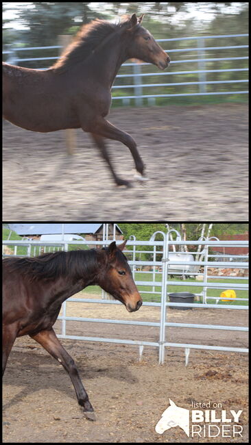 hübsche umgängliche Warmblutstute, Dagmar, Konie na sprzedaż, Brandenburg - Dahme/Mark, Image 3