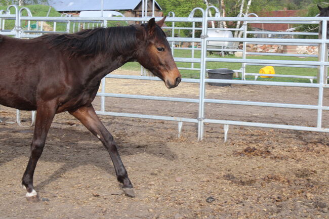 hübsche umgängliche Warmblutstute, Dagmar, Konie na sprzedaż, Brandenburg - Dahme/Mark, Image 2