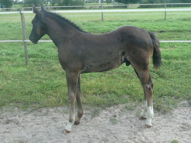 Bildhübscher, schwarzer Quarter Horse Jährling mit top Reining Pedigree, Kerstin Rehbehn (Pferdemarketing Ost), Konie na sprzedaż, Nienburg, Image 12