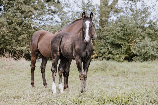 Bildhübscher, schwarzer Quarter Horse Jährling mit top Reining Pedigree, Kerstin Rehbehn (Pferdemarketing Ost), Konie na sprzedaż, Nienburg