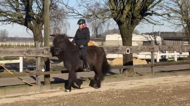 Hübsches Islandpferd mit Traum Mähne, Silke Köhler, Konie na sprzedaż, Image 5