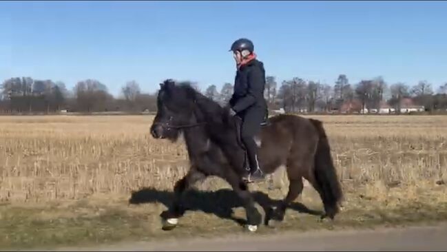 Hübsches Islandpferd mit Traum Mähne, Silke Köhler, Konie na sprzedaż, Image 11