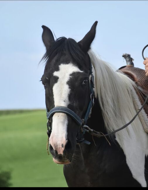 Hübsches Freizeitpferd, 155cm Stm., Barbara Demmel , Konie na sprzedaż, Hebertsfelden