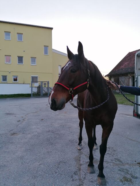 Hübsches Freizeitpferd, Alexandra, Konie na sprzedaż, Wels, Image 2