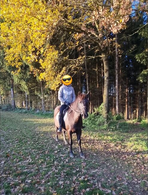 Hübscher Ponywallach fürs Gelände, Susanne Kloimwieder, Konie na sprzedaż, St.Georgen am Ybbsfelde, Image 4