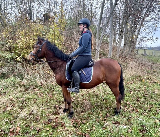 Hübsches Endmasspony! ♥️🐴🥕🙏, Pferdeglück (Pferdeglück GmbH), Konie na sprzedaż, Pelmberg, Image 6