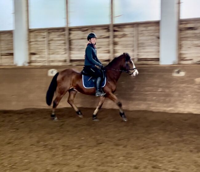 Hübsches Endmasspony! ♥️🐴🥕🙏, Pferdeglück (Pferdeglück GmbH), Konie na sprzedaż, Pelmberg