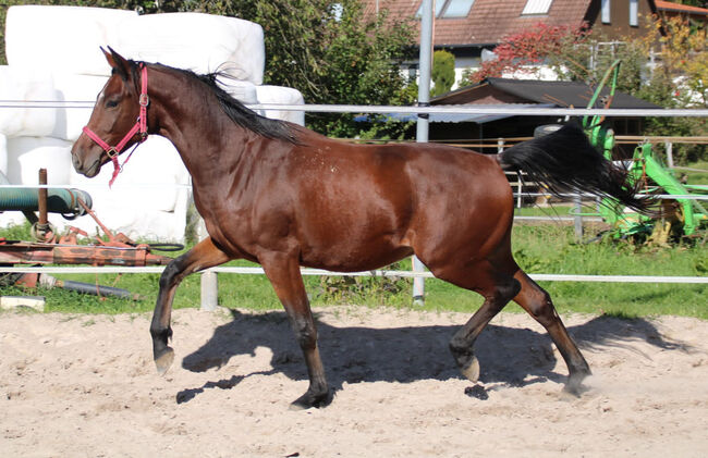 Hübscher dressurbetonter Youngster von Topas, N. Weber, Konie na sprzedaż, Markgrönigen, Image 5