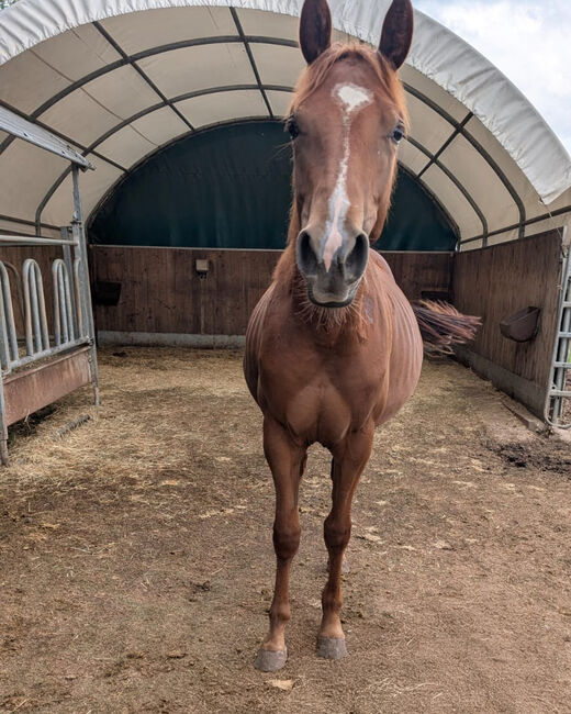 Bildhübsches QH-Nachwuchspferd mit Top-Perspektive im Sport, Kerstin Rehbehn (Pferdemarketing Ost), Konie na sprzedaż, Nienburg, Image 4