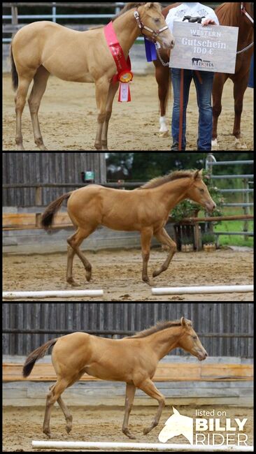 Lady In Champagne - Quarter Horse Stute mit Stil, Farbe & Perspektive, Kerstin Rehbehn (Pferdemarketing Ost), Horses For Sale, Nienburg, Image 4