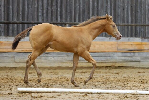 Lady In Champagne - Quarter Horse Stute mit Stil, Farbe & Perspektive, Kerstin Rehbehn (Pferdemarketing Ost), Horses For Sale, Nienburg, Image 3