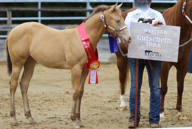 Lady In Champagne - Quarter Horse Stute mit Stil, Farbe & Perspektive, Kerstin Rehbehn (Pferdemarketing Ost), Horses For Sale, Nienburg