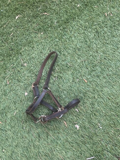 Leather halter for pony, Elena, Halters, Alfas del Pi