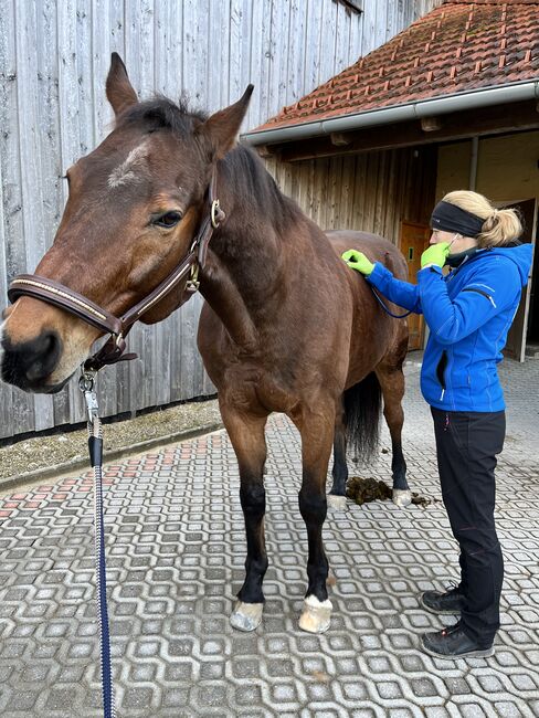 Lederhalfter, Equihood Goldpunz Lederhalfter, Conny CD., Halters, Diepoltsdorf