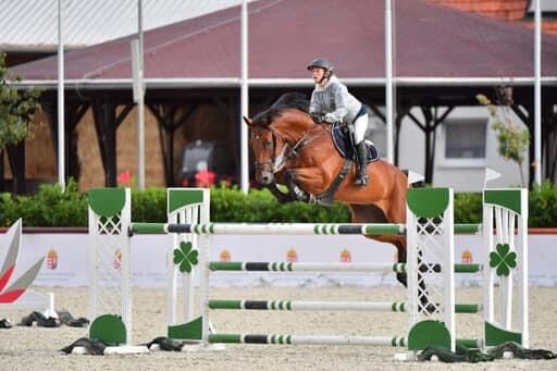 Lehrnmeister suchen ein neues family, Carlo, Horses For Sale, Nickelsdorf, Image 2