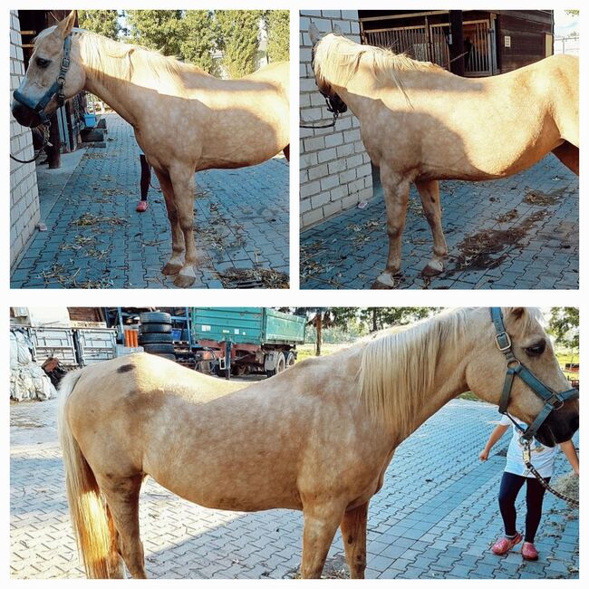 Laika, Stute,  Verlasspferd,  Familienpferd, Steffi, Horses For Sale, Geilenkirchen, Image 2