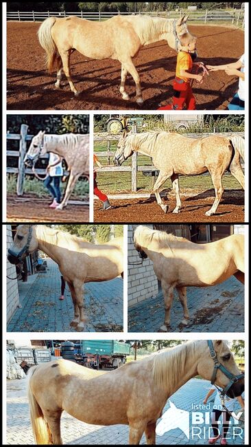 Laika, Stute,  Verlasspferd,  Familienpferd, Steffi, Horses For Sale, Geilenkirchen, Image 3