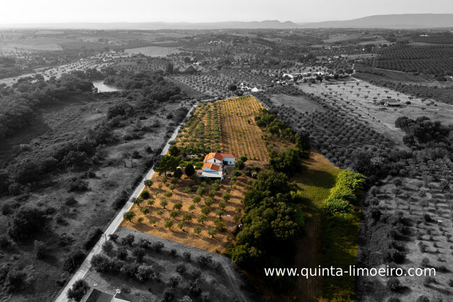 Landgut in Portugal mit Olivenhain und 2.3 ha Land, Conny, Pferdeimmobilien, Casal da Azinheira