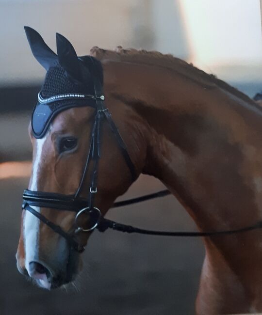 Großrahmiger ambitionierter Dressurwallach zu verkaufen, BNP, Horses For Sale, Wolfsburg, Image 5