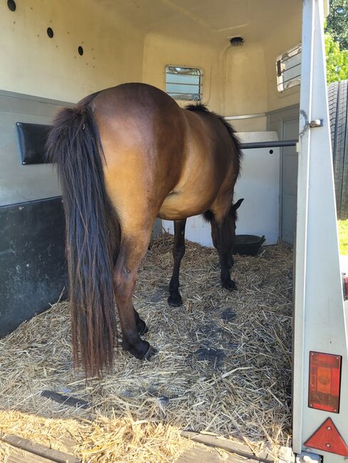 Großrahmige Islandstute, Annika, Horses For Sale, Wurster Nordseeküste, Image 4