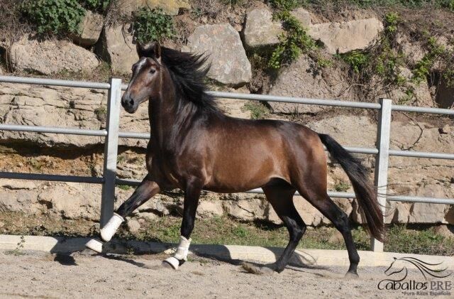 Großrahmiger PRE Schimmelhengst - 1.73m - Top Abstammung, Thomas Adams (Caballos PRE), Horses For Sale, Bell, Image 5