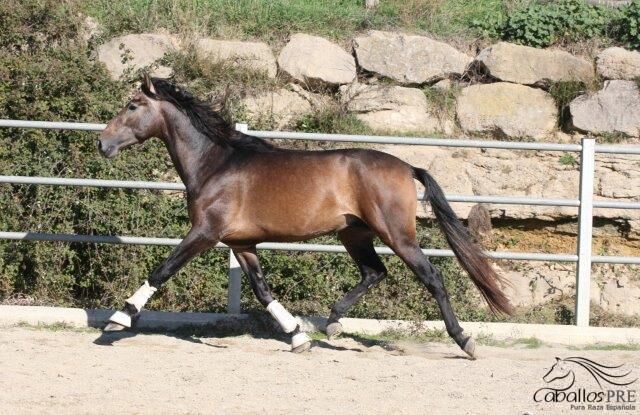 Großrahmiger PRE Schimmelhengst - 1.73m - Top Abstammung, Thomas Adams (Caballos PRE), Horses For Sale, Bell, Image 2