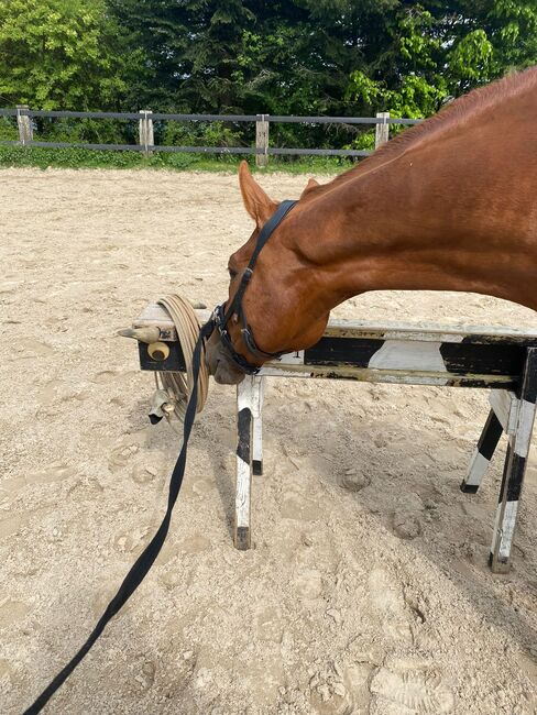 Großrahmiger, gangstarker Rheinländer Wallach, Kerstin Rehbehn (Pferdemarketing Ost), Horses For Sale, Nienburg, Image 17