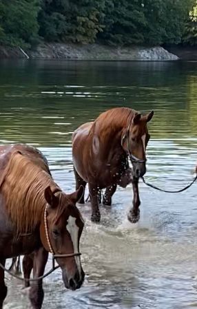 Großrahmiger, gangstarker Rheinländer Wallach, Kerstin Rehbehn (Pferdemarketing Ost), Horses For Sale, Nienburg, Image 12