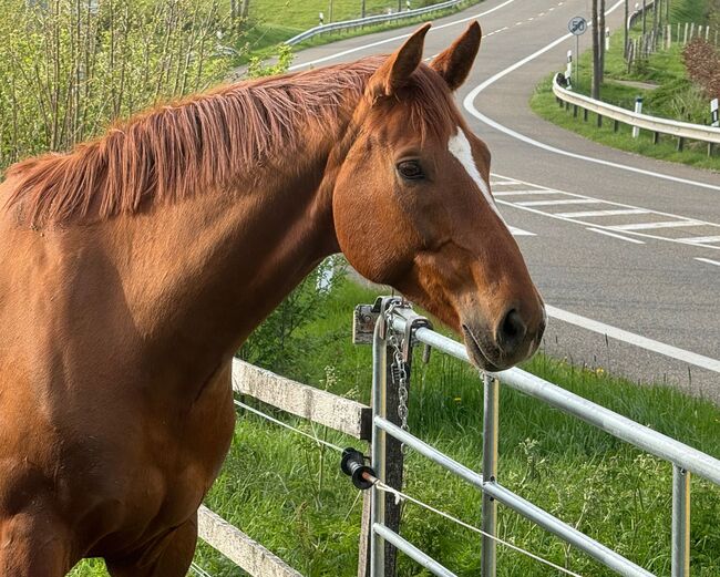 Großrahmiger, gangstarker Rheinländer Wallach, Kerstin Rehbehn (Pferdemarketing Ost), Horses For Sale, Nienburg, Image 7