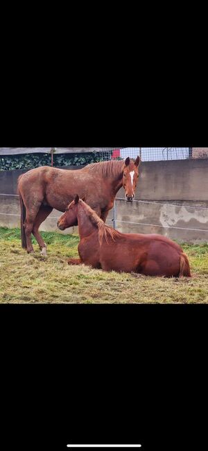 Großrahmiger, gangstarker Rheinländer Wallach, Kerstin Rehbehn (Pferdemarketing Ost), Horses For Sale, Nienburg, Image 3