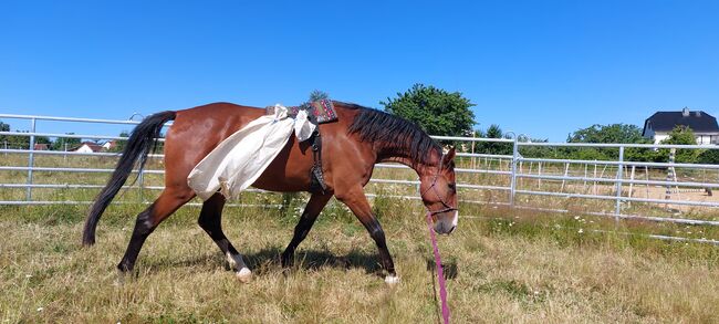 Großer Wallach, Tina, Horses For Sale, Döbeln, Image 10