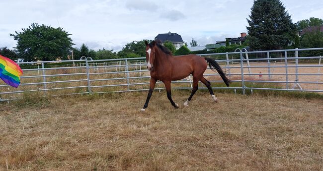 Großer Wallach, Tina, Horses For Sale, Döbeln, Image 12